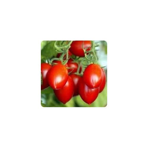 Red Tomato Seeds for Planting [neera-v5-3f8bdc52138cc6d41ac7]