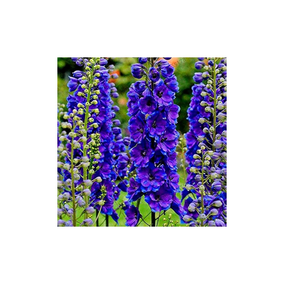 Larkspur Delphinium Consolida Ajacis Flower For Planting In Home Garden Borders Backyard [neera-v5-3f8d085b03936a623a4a]