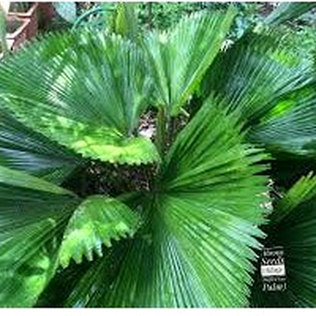 Green Licuala Plant Seeds for Planting [neera-v5-3f945222506223ce9319]