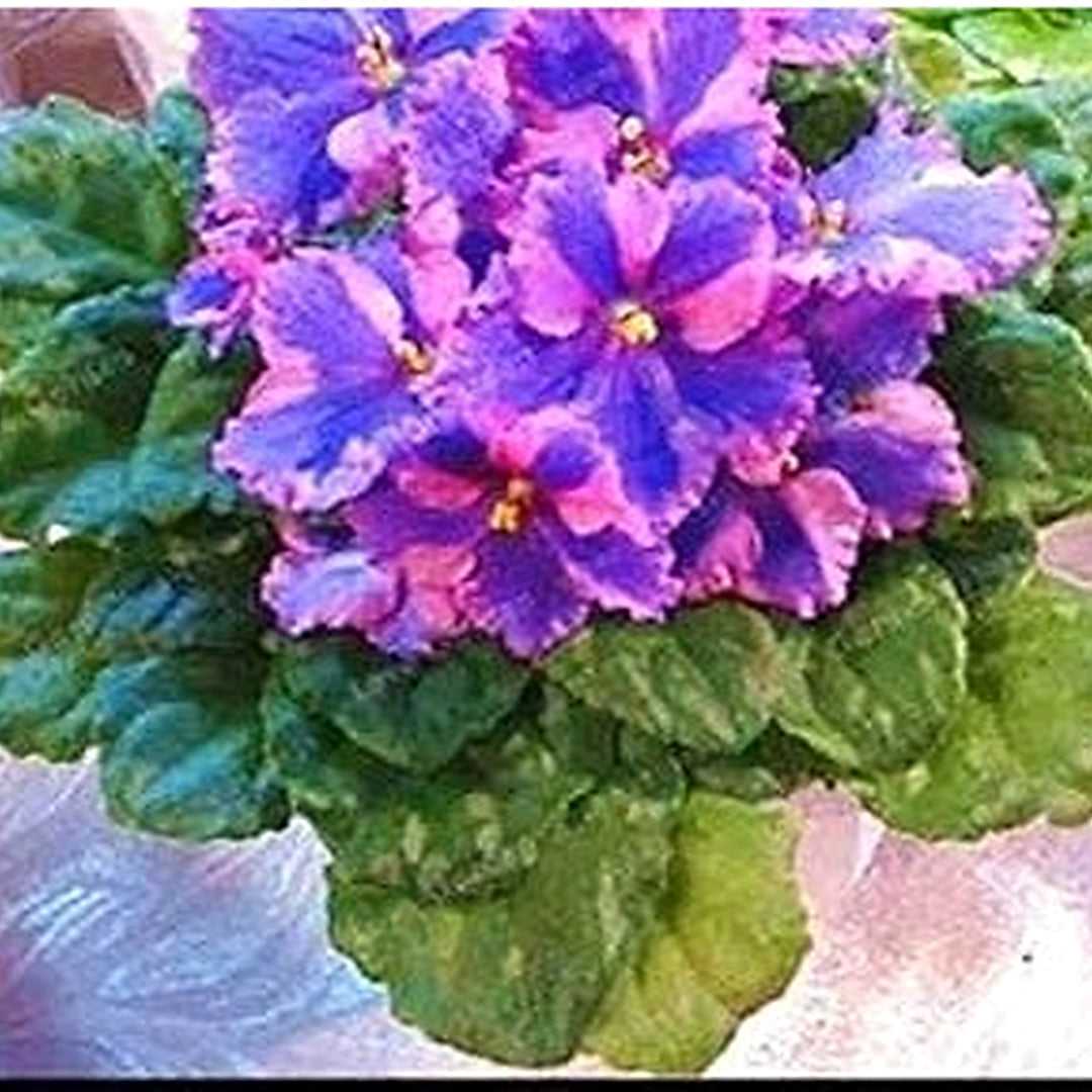 Saintpaulia Flower Seeds for Planting [neera-v5-3f99e67f5cdef9c5c186]
