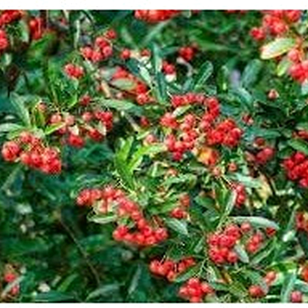 Scarlet Firethorn Fruit Seed Pack for Planting | Heirloom Non-GMO Seeds for Spicy, Tart Berries [neera-v5-3f9b50e2be5e75e6200e]