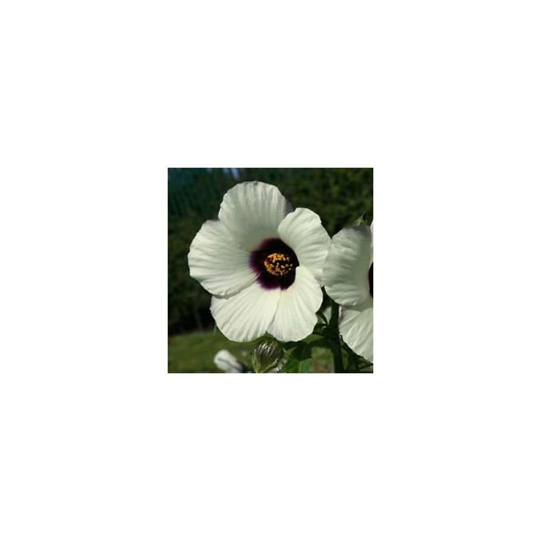 Hibiscus Hibiscus Acetosella Amethystblume Flower For Planting In Backyard Garden Borders Flower [neera-v5-3f9f5d9562e1e7ec0da6]