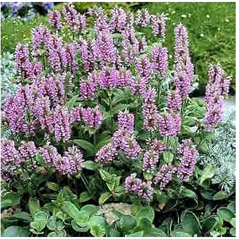 Purple Hyssop Plant Seeds for Aromatic and Medicinal Garden Use [neera-v5-3fa14825c59e618946ba]