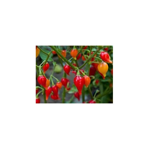 Chupetinha Pepper Seeds for Planting [neera-v5-3fbb4bcc7dcbc943152c]