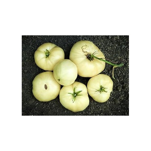 Light Yellow Tomato Vegetable Seeds for Planting [neera-v5-3fc014210c1da17c2f3e]