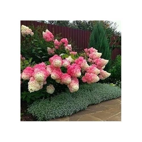 Vanilla Strawberry Hydrangea Flower Seeds for Planting [neera-v5-3fc4bd12458b43e6738d]