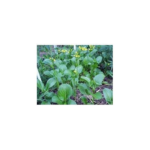 Yu Choy Chinese Cabbage Seeds for Planting [neera-v5-3fc739d606184d5ebdb6]