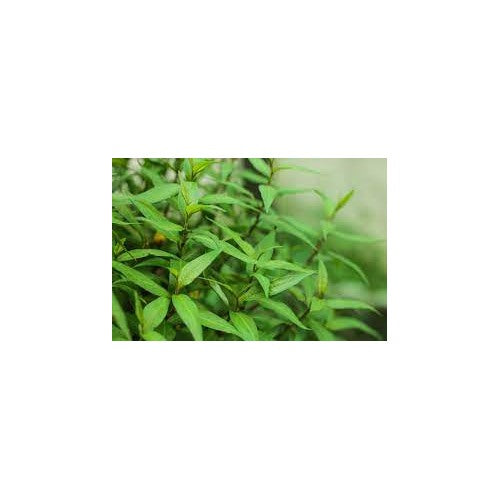 Green Vietnamese Coriander Plant Seeds for Planting | Heirloom, Non-GMO, High Germination Organic Garden Seeds [neera-v5-3fce89b1a4ecfe3a2f85]