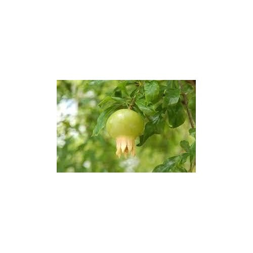 Green Pomegranate Fruit Seeds for Planting [neera-v5-3fd1e018af00e7f7de90]