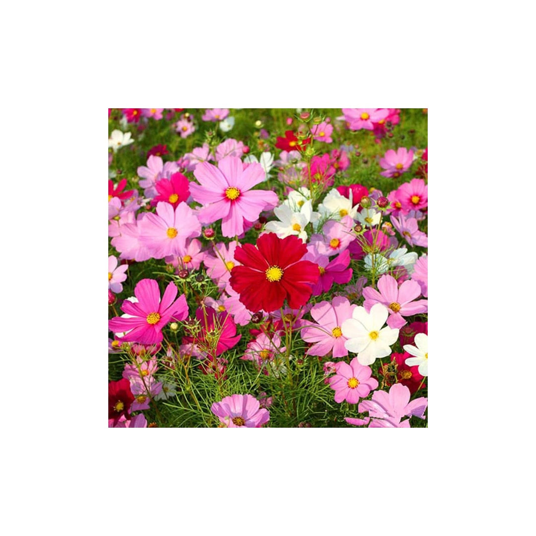 Galsang Indoor Flowering Bonsai Balcony Flowers Flower Seeds for Home Garden Planting, Lush Organic [neera-v5-3fe61b919b3671400b28]