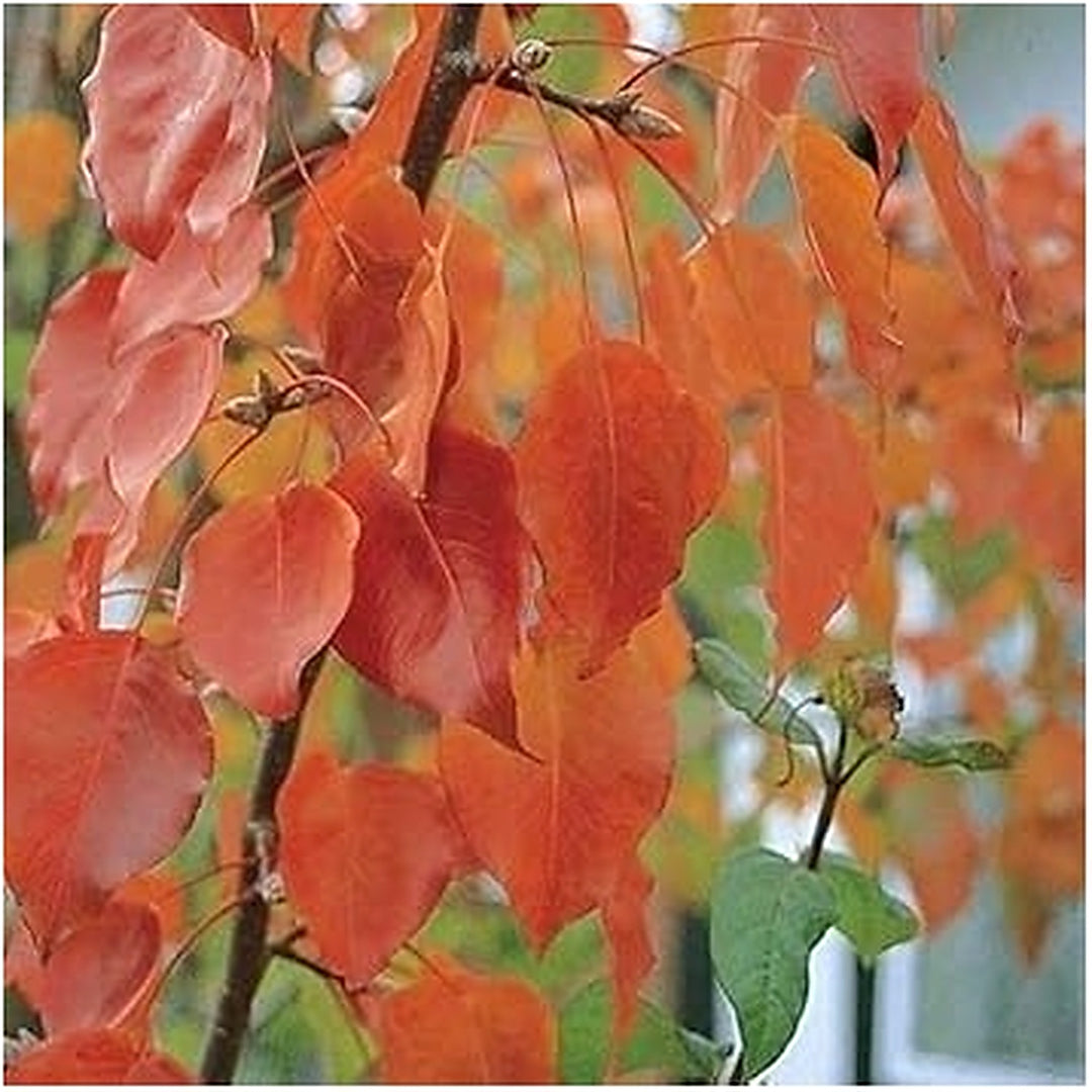 Green Manchurian Flowering Tree Seeds for Planting [neera-v5-3fedd133279f5ae4597a]