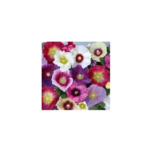 Heirloom Hollyhock Flower Seeds, Non-GMO, Tall Cottage Blooms for Garden Borders [neera-v5-3feebf77ae04d2776ca4]