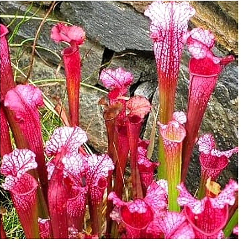 Organic Heirloom Non-GMO Sarracenia Seeds for Planting [neera-v5-3feff07717e4d4c5eb5a]