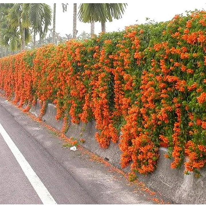 Red Pyrostegia Venusta Flower Seeds for Planting [neera-v5-3ff76936a073f4be9a6a]