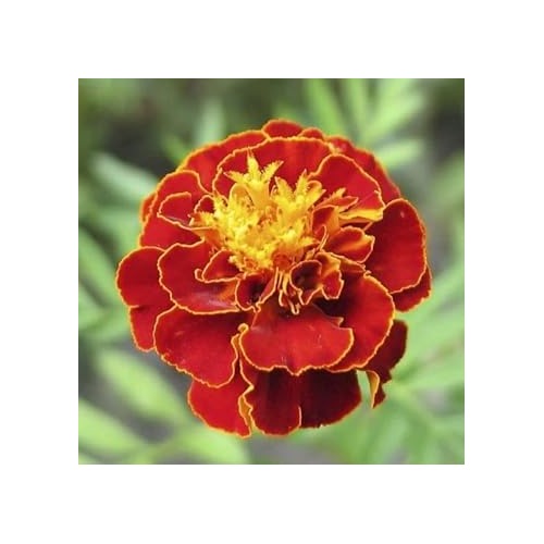 Multi Colored Marigold Flower Flower Seeds for Home Garden Planting, Lush Organic Blooming [neera-v5-3ffcdaa5ebebd30645be]