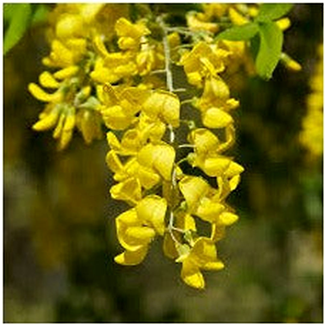 Golden Shower Tree Seeds (Laburnum anagyroides) [neera-v5-4001f8432f8c570f5289]