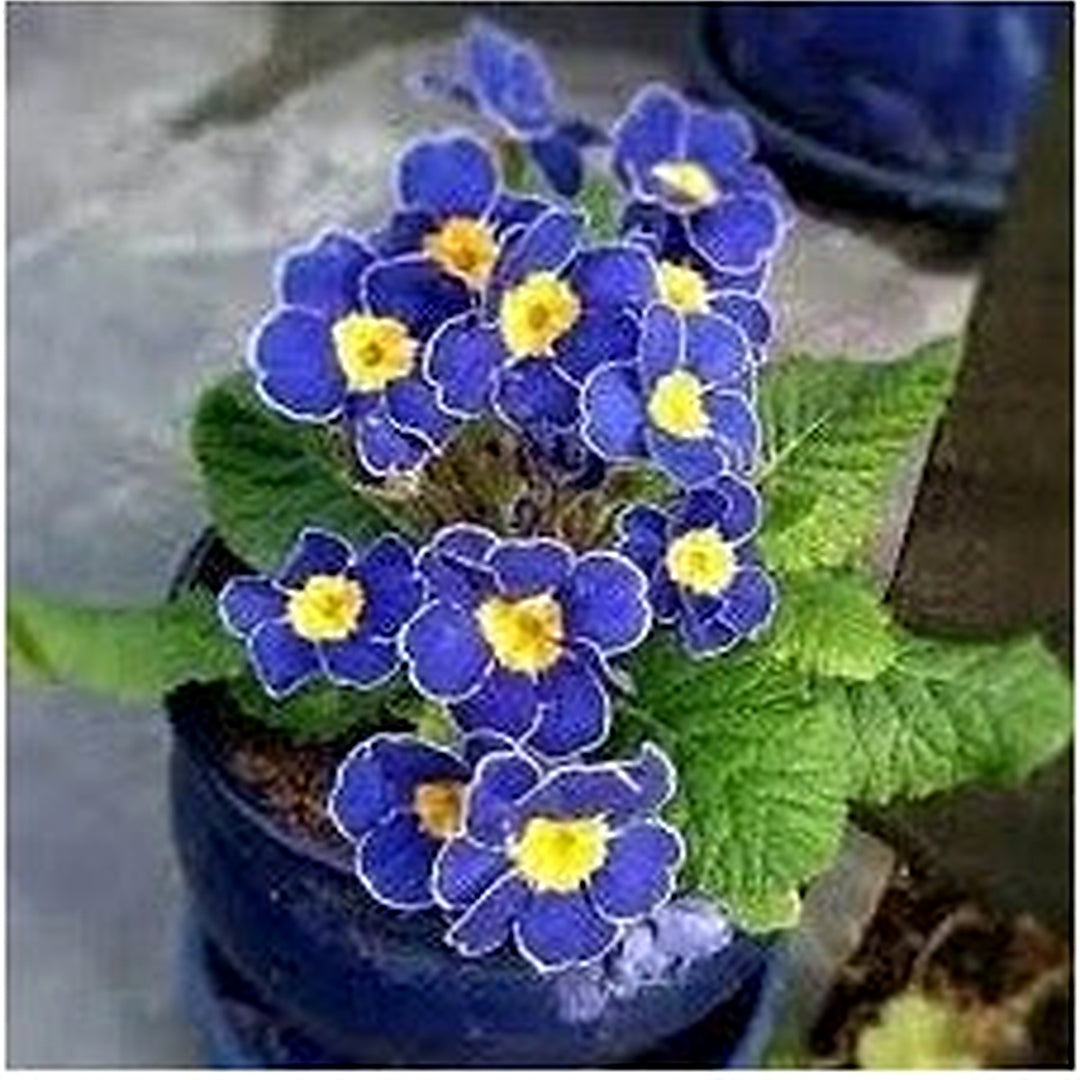 Heirloom Non-GMO Primrose Flower Seeds for Planting [neera-v5-4004001c7125d4a3ebfc]