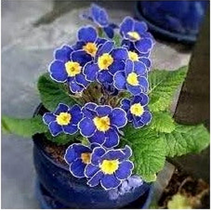 Heirloom Non-GMO Primrose Flower Seeds for Planting [neera-v5-4004001c7125d4a3ebfc]