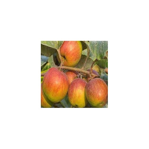 Ball Sundari Ber Apple Fruit Seeds for Planting [neera-v5-400a504f50d8cace3fdc]