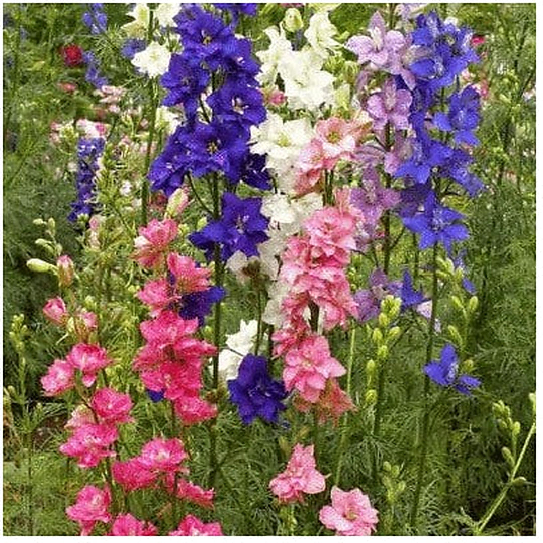Larkspur Fresh This Year Heirloom Non Gmo Flower Seeds Home Garden Planting, Fragrant [neera-v5-404b9b699b51178c0fca]