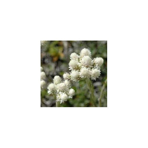 Heirloom Non-GMO Pussytoes Flower Seeds for Planting [neera-v5-405039c59bf71f6a664f]