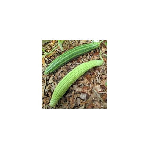 Green Curvy Heirloom Serpent Melon Seeds for Planting [neera-v5-406eec9b4a7c5ed63218]