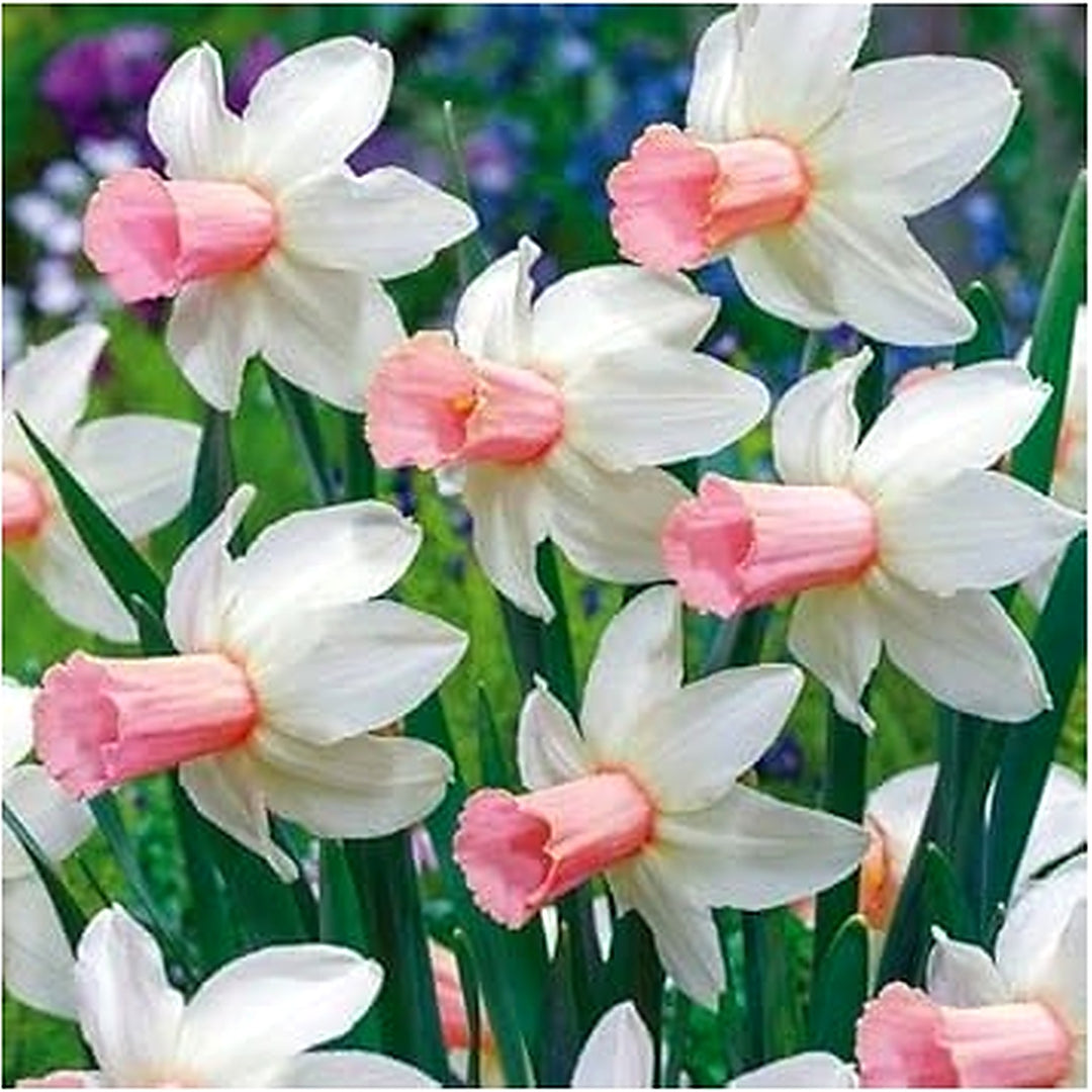 Heirloom Non-GMO White Pink Narcissus Flower Seeds for Planting [neera-v5-407b46d02eb29bc67a9e]