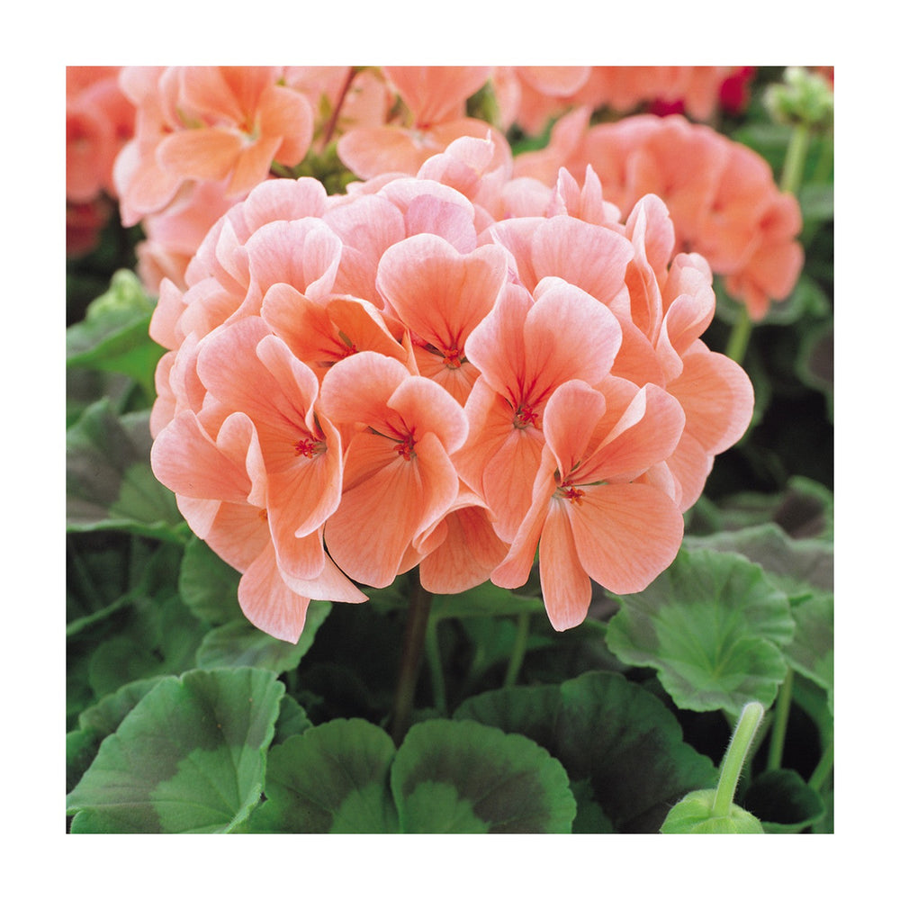 Peach Heirloom Non Gmo Geranium Flower Planting Soft Colorful Blooms Garden Flower Seeds [neera-v5-407fa06295274689c976]