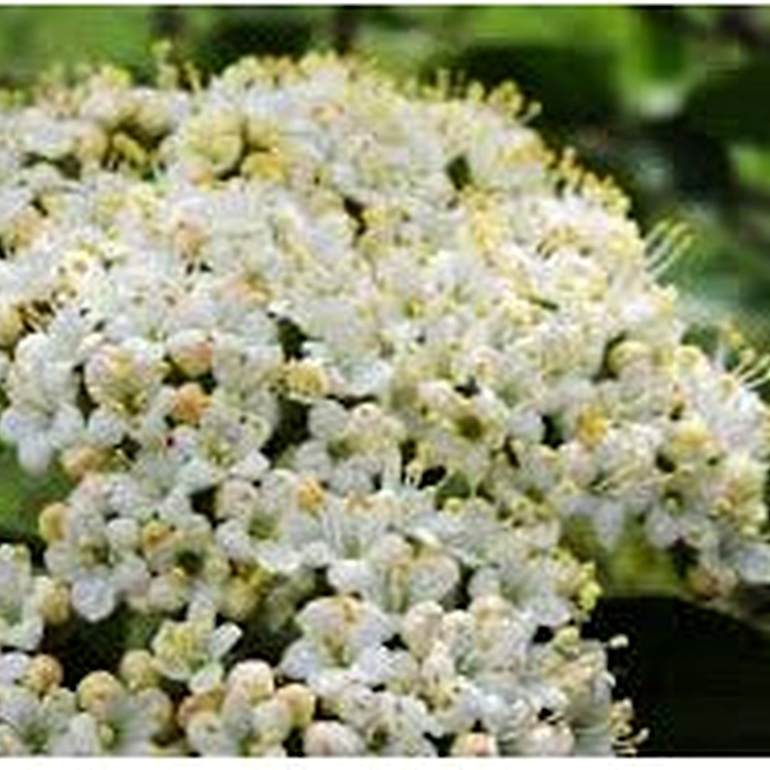 Viburnum Rhytidophyllum Leatherleaf Flower For Planting Great For Shade Garden Natural Hedges [neera-v5-408ce192e6fb927dbcb5]