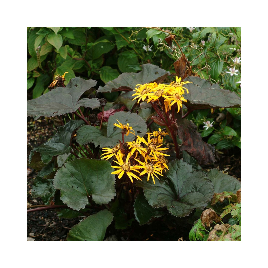Heirloom Non Gmo Britt Marie Crawford Flower For Planting Bold Foliage And Garden Blooms Flower [neera-v5-40907a3416bb68100c76]