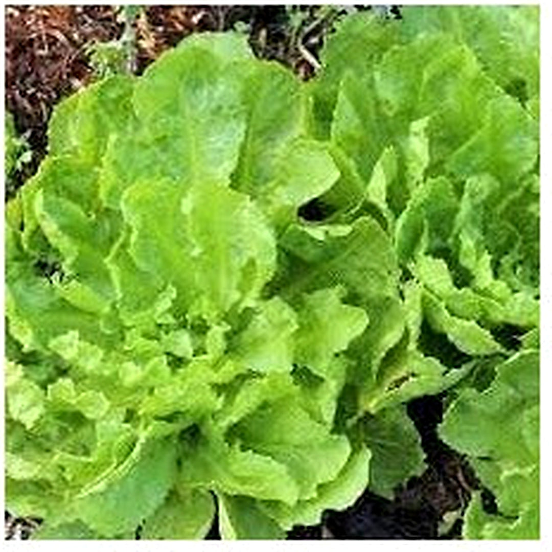 Broadleaf Batavian Endive Seeds for Planting [neera-v5-4097354a2fa92f973f61]