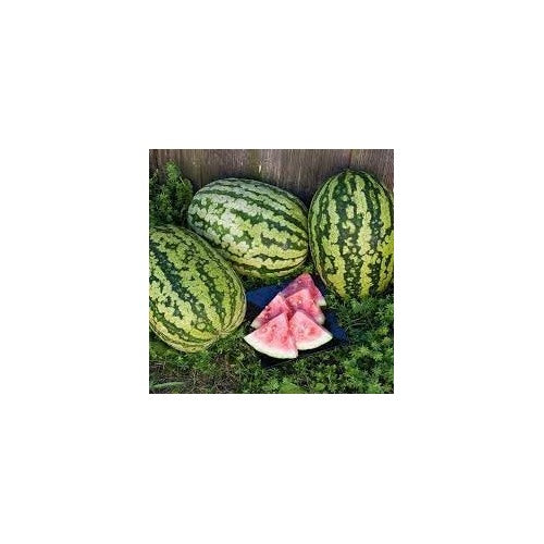 Klondike Striped Blue Ribbon Watermelon Seeds for Planting [neera-v5-4099116e4caa89be7c36]