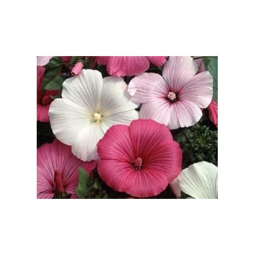 Mixed Rose Mallow Flower Seeds for Planting [neera-v5-409b0edf9e4add3f12c5]