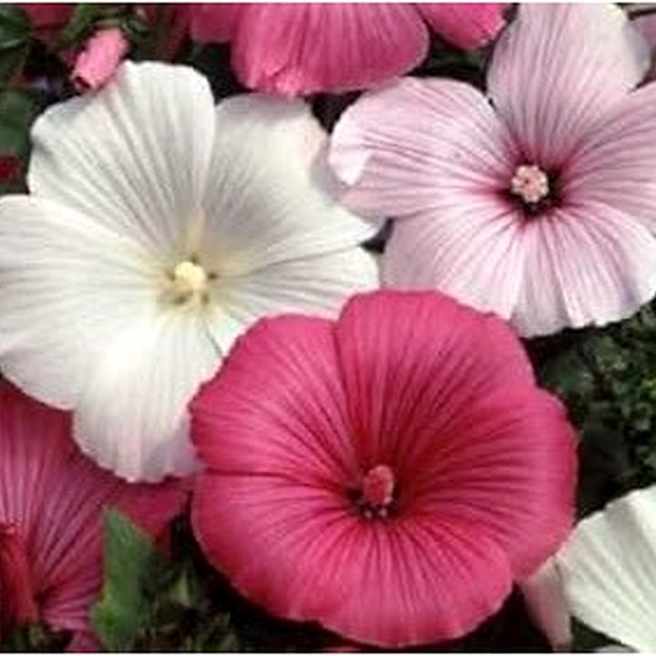 Mixed Rose Mallow Flower Seeds for Planting [neera-v5-409b0edf9e4add3f12c5]