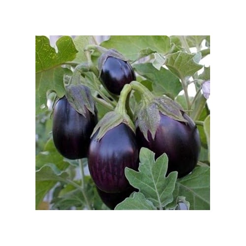 Ophelia Eggplant Seeds for Planting [neera-v5-409ccb9243748eec9ccd]