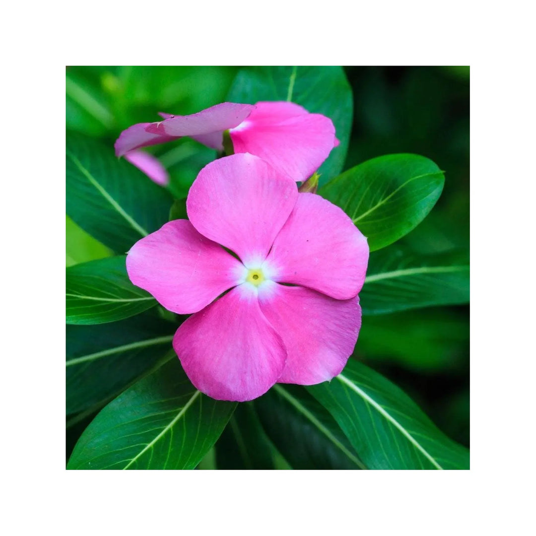Pink Vinca Rosea Flower For Planting Non Gmo Heirloom Garden For Growing Flower Seeds for Home [neera-v5-40a862dbd9dafb9aa154]