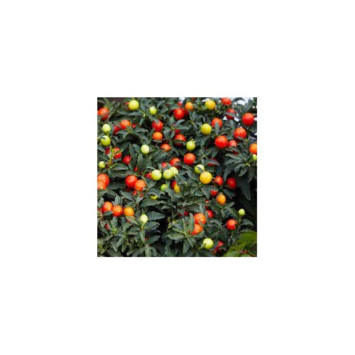 Jerusalem Cherry Fruit Seeds [neera-v5-40aac3b98b9fdf606047]