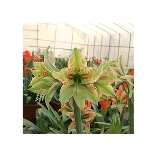 Green Army Hippeastrum Flower Heirloom Non Gmo Amaryllis For Unique Garden Accents Flower Seeds for [neera-v5-40ace4345da8ac48a1f0]