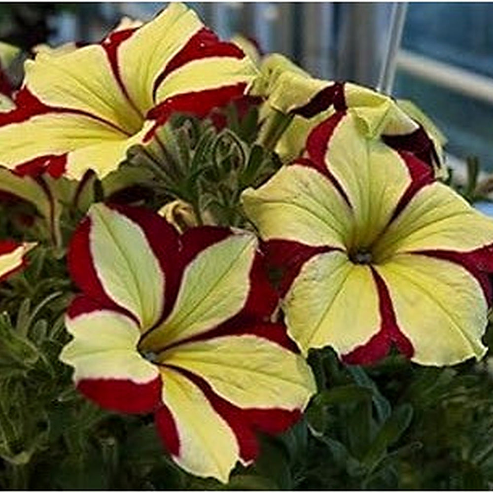 Red Yellow Petunia Flower Seeds for Planting [neera-v5-40ad8eb9447232022ccd]