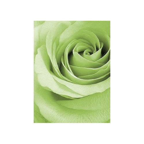 Light Green Rose Flower Seeds for Planting [neera-v5-40b628c63e6123783a19]