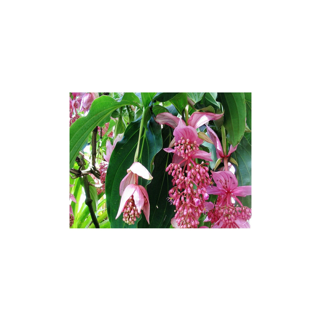 Pink Medinilla Flower For Planting Variety Flower Seeds for Home Garden Planting, Landscape Organic [neera-v5-40b82f6afab0ec8c606c]