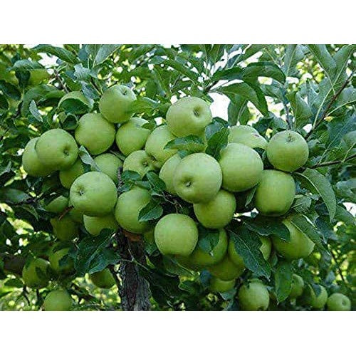 Granny Smith Apple Seeds for Garden Planting [neera-v5-40b98218bf597bc9639a]