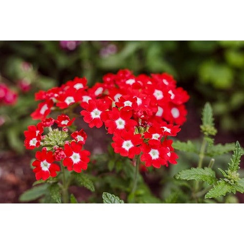 Verbena Flower Seeds Red for Planting [neera-v5-40bf21c6442db77658b6]
