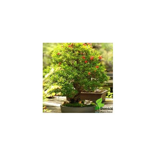 Miniature Bonsai Pomegranate Seeds [neera-v5-40c21e8b9bd05d2c4678]