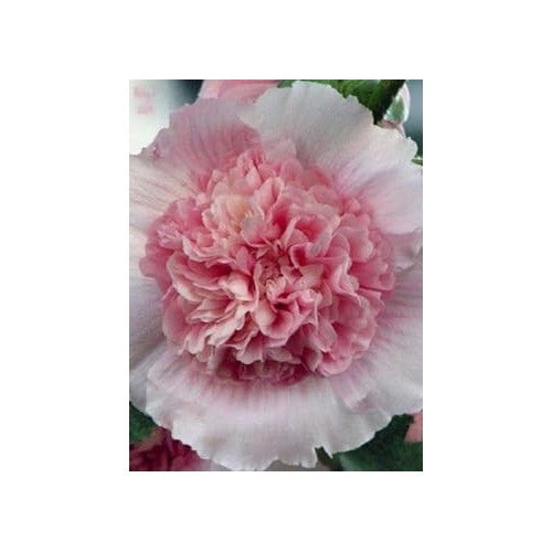 Hollyhock Pink White Flower Seeds for Planting [neera-v5-40c40530cc3bfba02254]