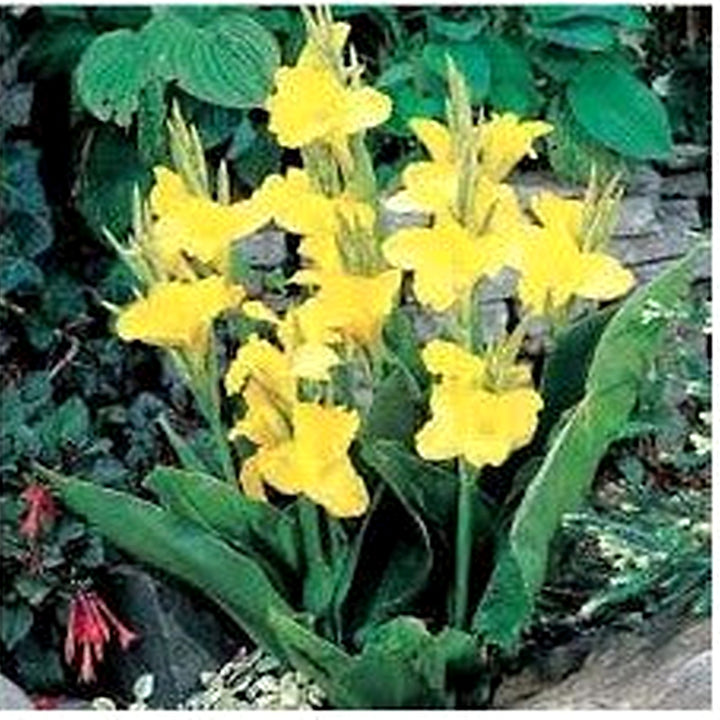 Yellow Pretoria Flower Seeds for Planting [neera-v5-40c5b4d2fc4152c2ce45]