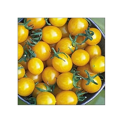Yellow Tomato Seeds for Planting [neera-v5-40d66aae58a28c2894ff]