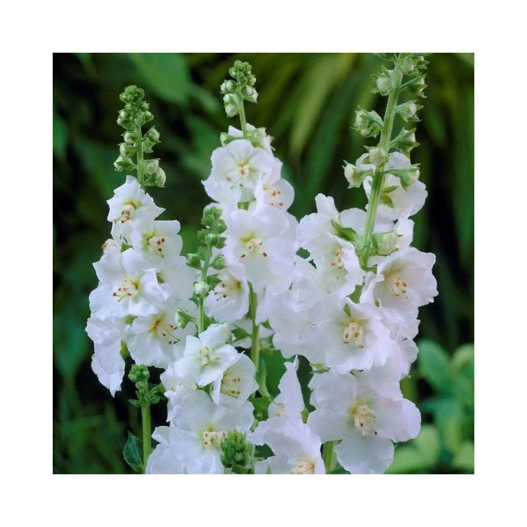 White Verbascum Flower For Planting Non Gmo Flower Seeds for Home Garden Planting, Landscape [neera-v5-40da268682ffd2beac30]