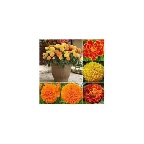 Marigold Flower For Garden Planting Non Gmo Seeeds Flower Seeds for Home Garden Planting, Blooming [neera-v5-40db829b2738403a09fe]