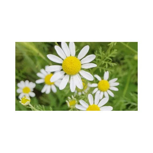 Roman Chamomile Planting Ground Cover Teas Medicine Non Gmo Variety Sizes Sold Heirloom Flower [neera-v5-40deec69e75ecc9174bf]